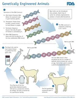 A diagram titled "Genetically Engineered Animals," shows a six-step process to create a modified goat capable of producing a therapeutic protein. A diagram titled "Genetically Engineered Animals," shows a six-step process to create a modified goat capable of producing a therapeutic protein.