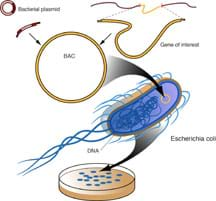 A drawing shows a selected gene is used to build a recombinant plasmid, which is inserted into a bacteria.