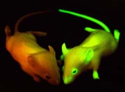 A photograph shows two mice under ultraviolet light, one exhibits a green glow the other is normal light brownish and not glowing.