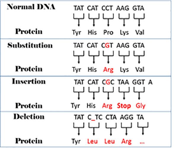 Four boxes illustrate normal DNA and three small-scale mutation examples. 1) A normal DNA sequence (TAT, CAT, CCT, AAG, GTA) and the resultant proteins (Tyr, His, Pro, Lys, Val), 2) the same normal DNA sequence with one base substituted for another (CCT > CGT) and the new resultant protein (Arg), 3) the same normal DNA sequence with a base inserted and the new resultant protein, 4) the same normal DNA sequence with a base deleted and the new resultant protein.