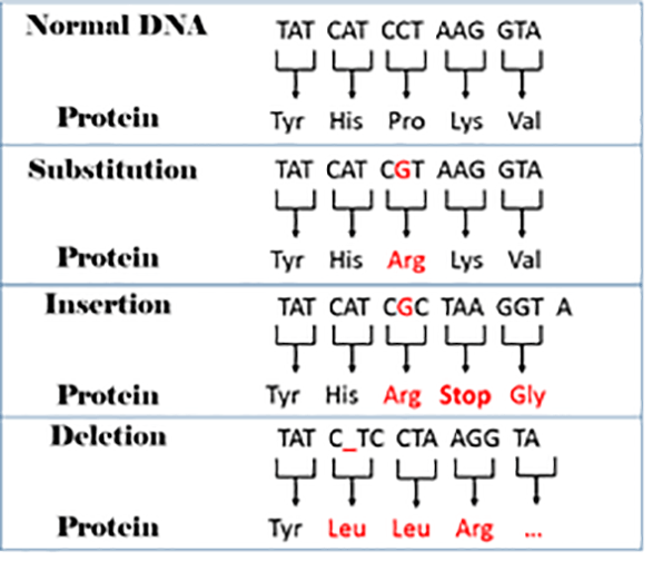 Image result for types of mutations, substitution, addition, deletion