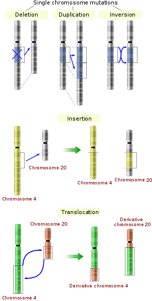 A drawing shows five chromosome mutations. 1) a chromosome with a portion removed (deletion), 2) a chromosome with a portion duplicated (duplication), 3) a chromosome with a portion inverted (inversion) 4) two chromosomes with a portion of one removed and inserted in the other (insertion), and 5) two chromosomes with a portion of both removed and switched with the other (translocation).