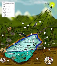 A diagram shows a wide range of animals and organisms connected by lines and other information to illustrate food web their interconnectedness. Elements include sunlight, photosynthesis, respiration, terrestrial plants, aquatic plants, birds, squirrels, top level predators (eagle), soil predators, fish, frogs, crickets, lizards, secondary predators, tertiary consumers, nutrient cycle, soil predators, aquatic herbivores, nutrient decomposition, soil life, soil organic matter, CO2 release.