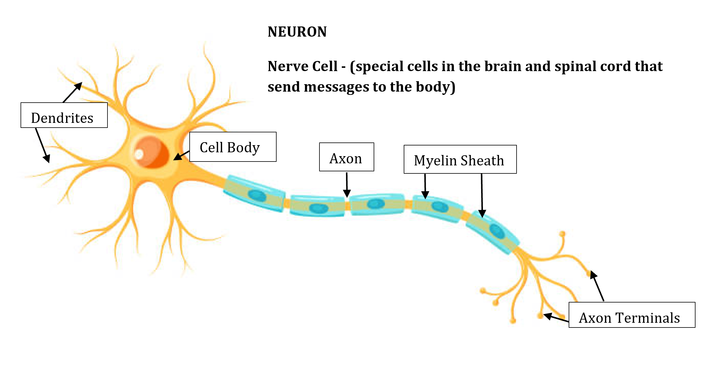 A labeled diagram of a neuron (nerve cell) showing its main parts and structure. Branching dendrites extend from the cell body on the left. A long axon extends from the cell body to the right and is covered in segmented myelin sheath. At the far right are axon terminals that branch outward. Labels identify dendrites, cell body, axon, myelin sheath, and axon terminals.