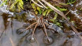 A photo of a large brown spider with long legs floating on the surface of shallow water. Its body is partially submerged, and ripples form around its legs. Surrounding the spider are green moss and small brown twigs.