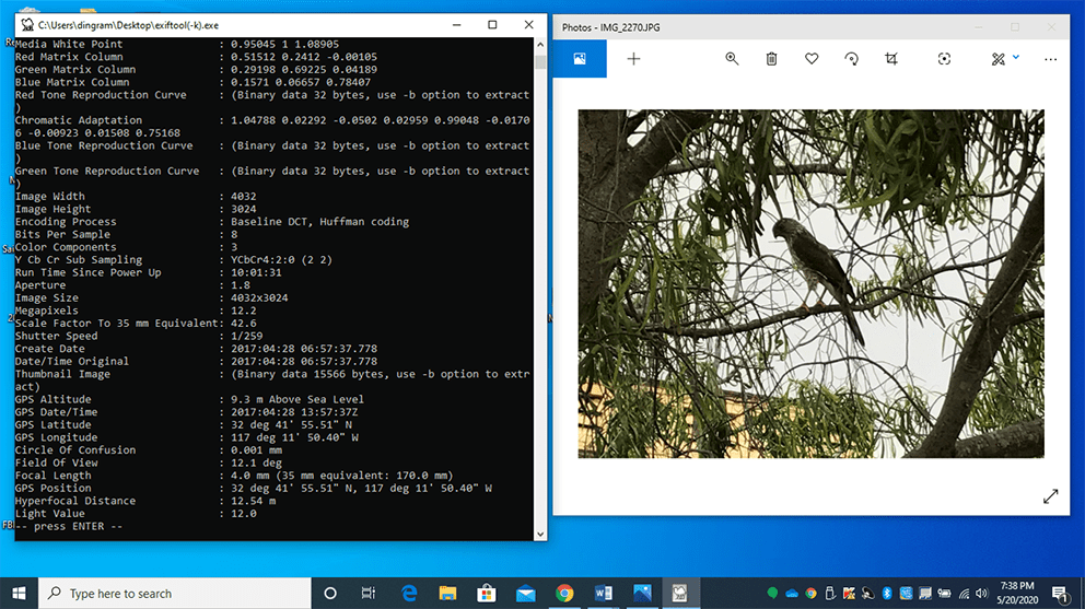 Computer screen desktop with Exiftool readout on left side and a picture of a hawk in a tree on the right side.
