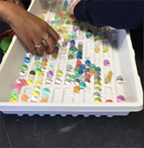 Two students’ hands are pictured sorting through a large tray of hydrogels, counting the ones that were damaged during the modeling.