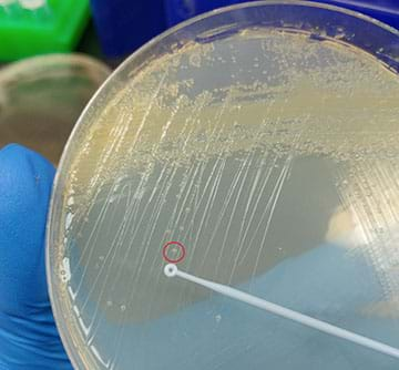 A photo shows a petri dish filled with E. Coli bacteria. An inoculating loop hovers over a colony of bacteria, and a red circle is super-imposed on the photo to identify a colony. 