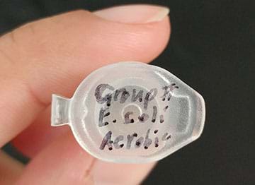A photo shows the information that should be written on the microtube lid. A microtube is held, lid up, and the writing “Group # E. Coli Aerobic” is written on the lid.