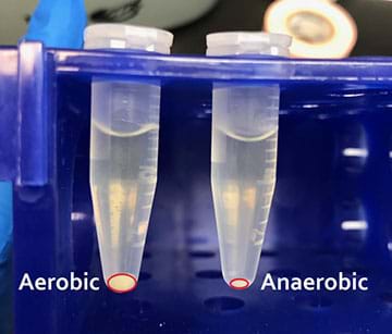 A photo shows two microtubes in a holder. The left is labeled “Aerobic” and the right “Anaerobic;” red circles are super-imposed on the photo show the size of cell pellets in the microtubes. 