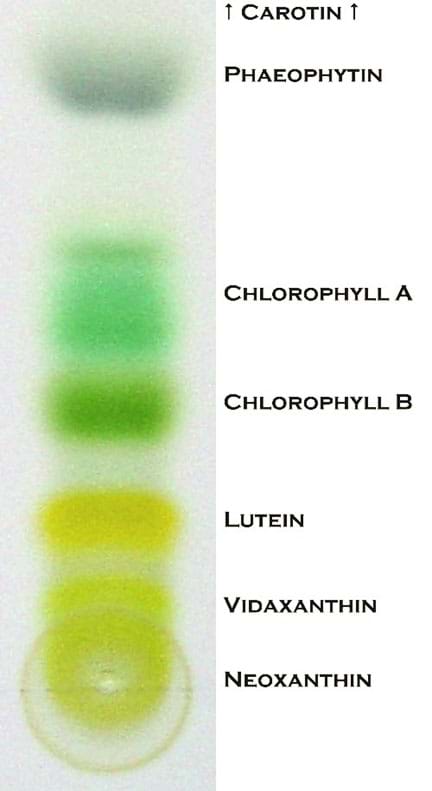 A labelled image shows the colors of chlorophyll and other pigments of a leaf extract. 