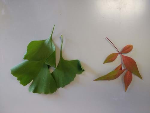 Photo of two leaves: Heavenly Bamboo Gulf Stream (left) and Ginkgo (right). 