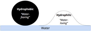 A diagram showing a droplet on a water surface. A large, tight, spherical black droplet is labeled "Hydrophobic" (water-fearing), illustrating minimal contact with the water. A low, spread-out droplet is labeled "Hydrophilic" (water-loving), illustrating maximum contact.
