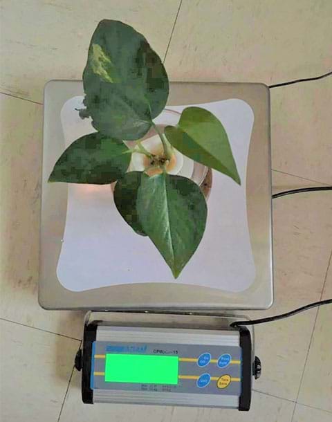 Weight measurement of a plant (Golden Pothos) growing hydroponically in a glass jar.
