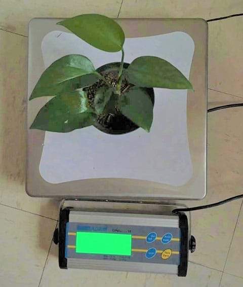 Weight measurement of a plant (Gold Pothos) growing in a soil pot.