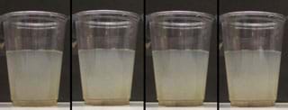 Photo shows four clear plastic cups, each half-filled with a cloudy liquid.