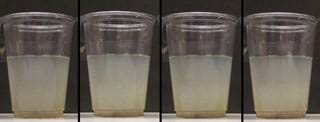 Photo shows four clear plastic cups, each half-filled with a cloudy liquid.