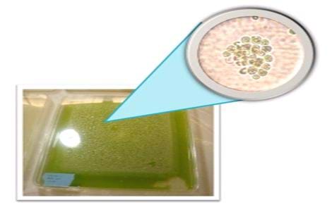 A tray containing millions of tiny algal cells. The tray looks green and appears to have tiny bubbles. A close up illustration shows a group of algal cells.