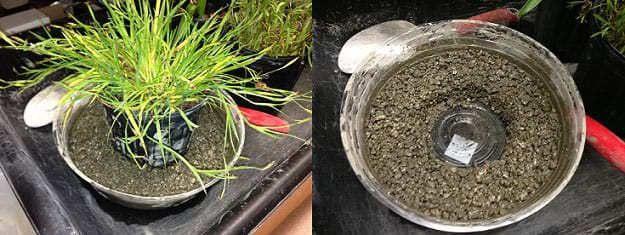 Two photographs: A 12-inch round x 3-inch deep clear plastic planter liner with a 1-gallon plant container in the middle, surrounded by the wet concrete mix. When the plant pot is removed, the resulting donut-shape of the wet magic sidewalk mix is easily visible.