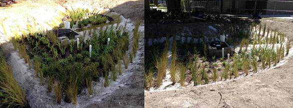 Two photographs show a kidney-shaped depression in the yard near a school planted intensively with many plants and grasses with pipes sticking up from a few spots and a curbed drain with grate in the center in this municipality-scale rain garden in East Tampa, FL.