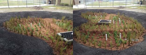 Two photographs show two views of a kidney-shaped planted and mulched depression in a school yard rain garden in East Tampa, FL, with a concrete curb drain and grate at its center.