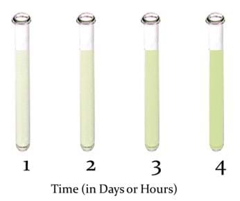 Four test tubes show cell growth over time; as the cells grow, the test tube contents become murky and less light is able to pass through.