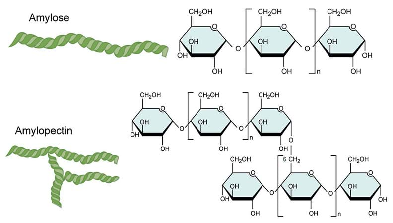 Drawn molecular structures of amylose and amylopectin. Amylose is a long chain of polysaccharides while amylopectin has a branched structure.