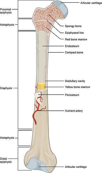 Help Bill! Bioprinting Skin, Muscle and Bone - Activity - TeachEngineering