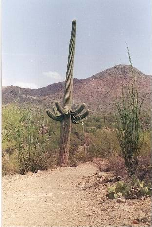 A photograph shows a trail leading into a desert landscape with multiple types of cacti, including a tall, multi-armed saguaro cactus, and low mounded hills in the distance.