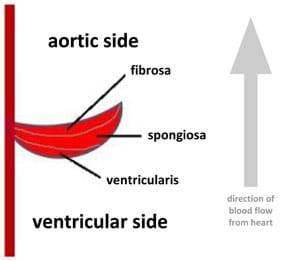 A drawing shows the trilaminar structure of an aortic valve in the aorta.