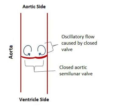 A cutaway diagram of the aorta shows the aortic valve closed (noted as "closed aortic semilunar valve") and positioned between the ventricle side and aortic side, and the direction of blood flow indicated by circling arrows on the aortic side of the valve (noted as "oscillatory flow caused by closed valve").
