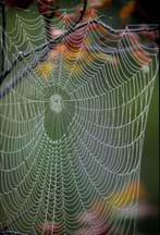 Photo shows a spiral-shaped web glistening with dew.