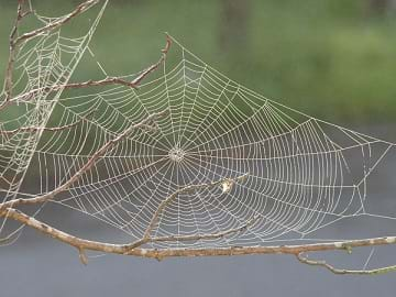 A large spider's web on a tree.