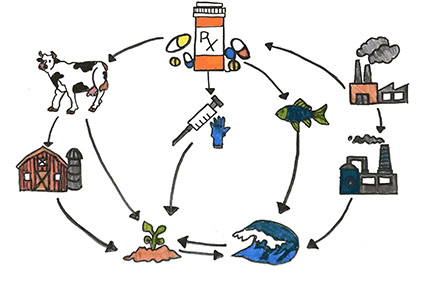 A diagram shows the different routes pharmaceuticals contaminating the environment. 