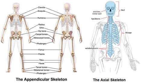 Human Bone Identification Chart