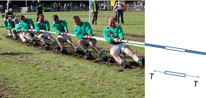 A photo shows a tug of war team of ~10 men with their heels dug in, pulling hard on a rope, creating a pulling (tension) force. Extending from the rope in the photo, a line drawing shows the rope elements and a free body diagram of one rope segment. 