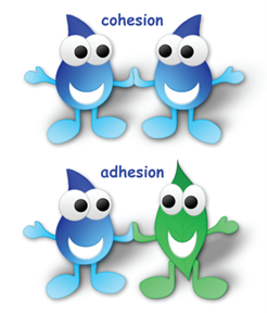 An image of two pairs of water drops that illustrates the concepts of cohesion and adhesion as they relate to water. An image of two pairs of water drops that illustrates the concepts of cohesion and adhesion as they relate to water.