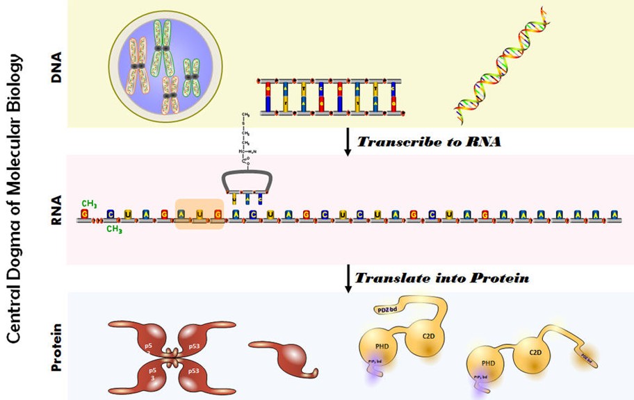 An image illustrating the central dogma of molecular biology, which describes the flow of genetic information within a biological system. An image illustrating the central dogma of molecular biology, which describes the flow of genetic information within a biological system.