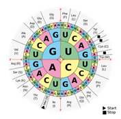 An image of a codon wheel that shows which base sequence encodes which amino acid. An image of a codon wheel that shows which base sequence encodes which amino acid.