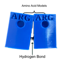 An image depicting a close-up of two blue 3D-printed amino acid models, each labeled 'ARG'. They are positioned side by side, with two small silver magnets visible between them at the bottom center, symbolizing a hydrogen bond. An image depicting a close-up of two blue 3D-printed amino acid models, each labeled 'ARG'. They are positioned side by side, with two small silver magnets visible between them at the bottom center, symbolizing a hydrogen bond.