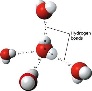 A 3D model drawing shows five H2O molecules forming bonds between each other due to the positive/negative forces of attraction between their oxygen and hydrogen atom components.