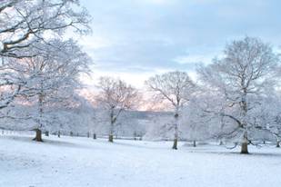 Photo shows a snowy field of ice-covered trees.