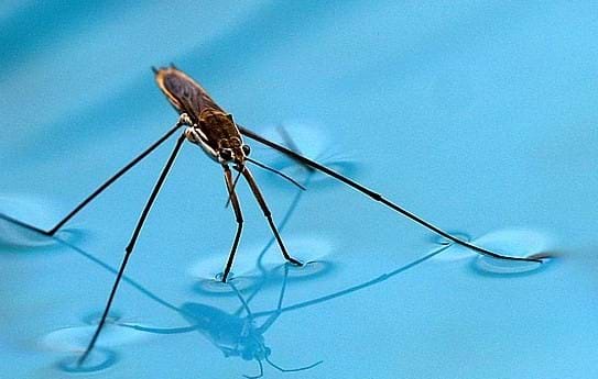 Photo shows a long-legged insect standing on the water surface.